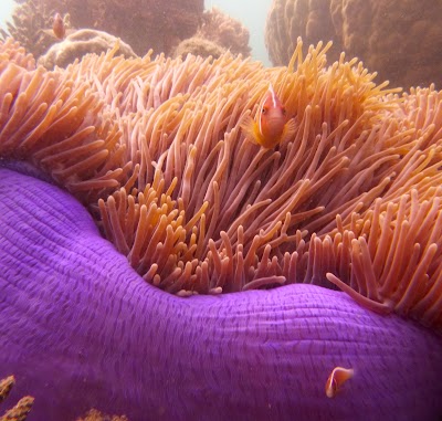 Photos of Sailaway Reef & Island Tours