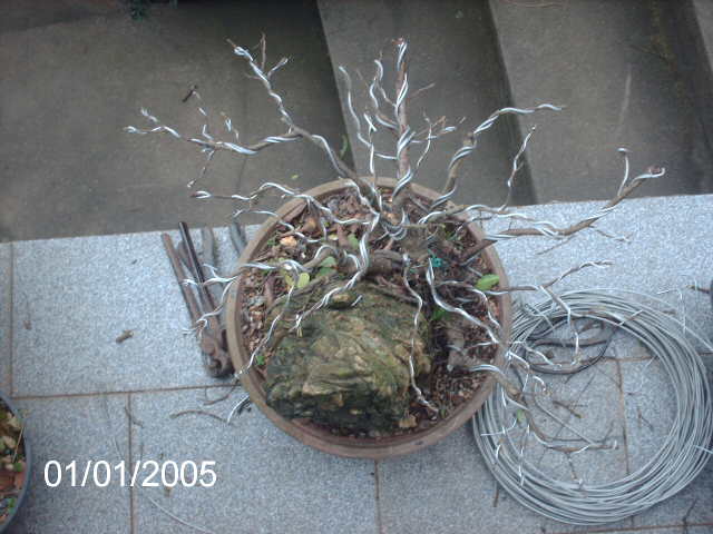 Ficus Microcarpa Começando... PICT1009