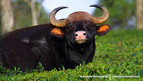 A close-up of the mean looking male gaur at Valparai
