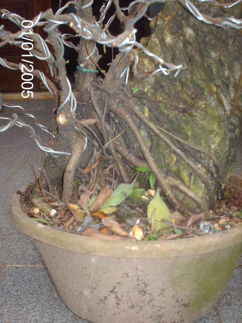 Ficus Microcarpa Começando... PICT1017