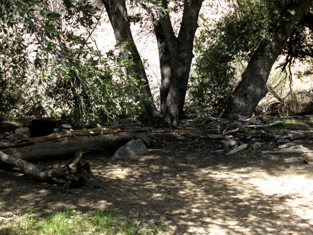 trees and fire ring and bench like logs in the main part of the camp