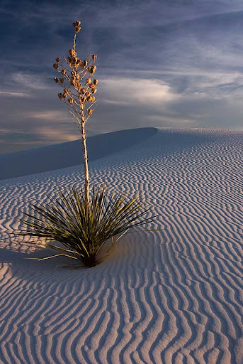 15 

Amazing Examples of Desert Landscape Photography 