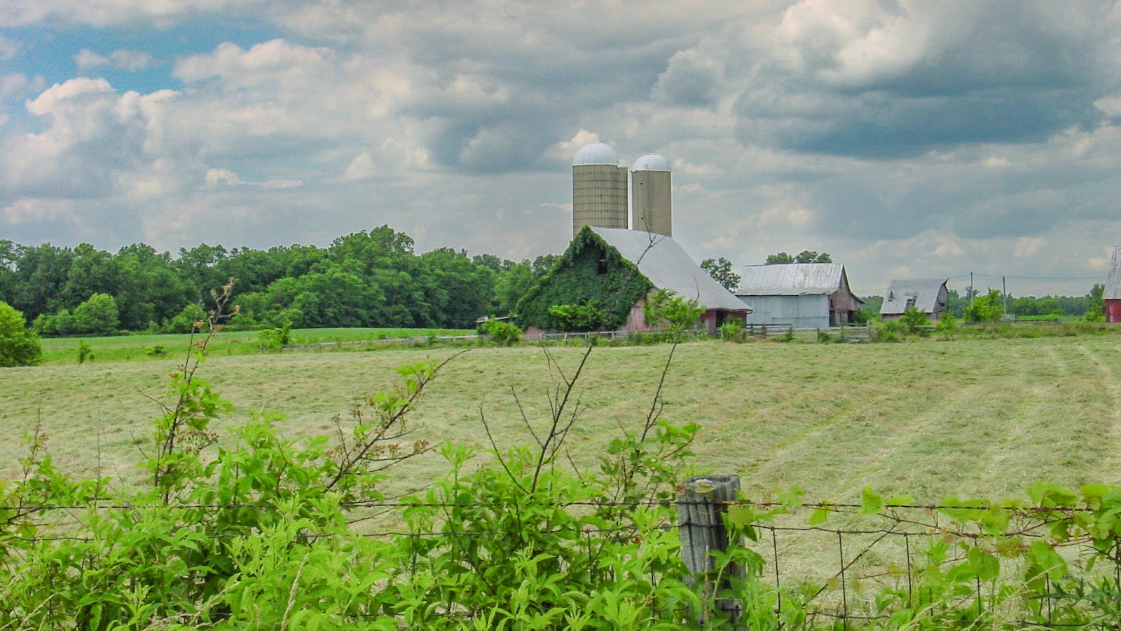 A ivy covered barn with 2 silos under blue cloudy skies and a cut field. 