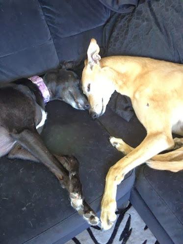 Diamond and Sakira offer a literal interpretation of "puppy love" (photo by Sylvia Wright)