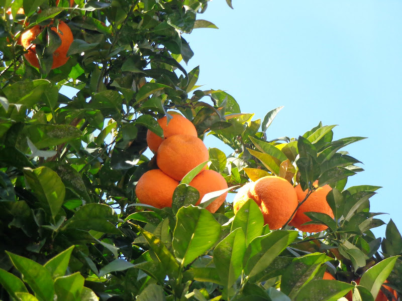 А включите-ка мне усилители качки! А подайте-ка белых пиджаков. Costa Paсifica февраль 13г