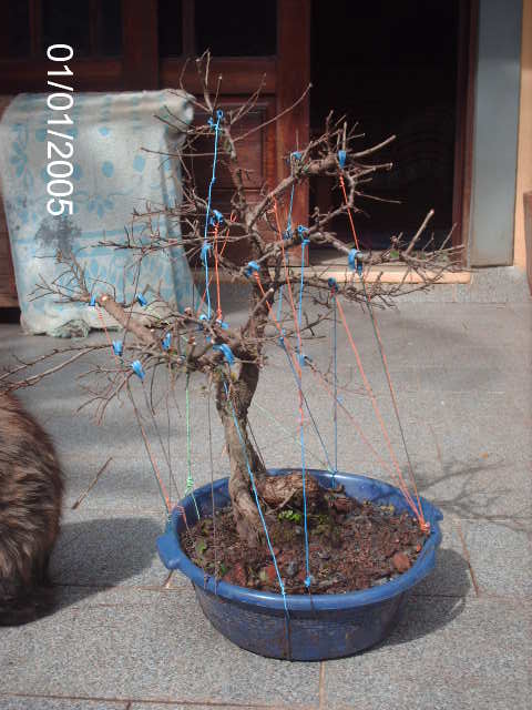 Zelkova Corticosa , Raiz de 7 anos... PICT1102