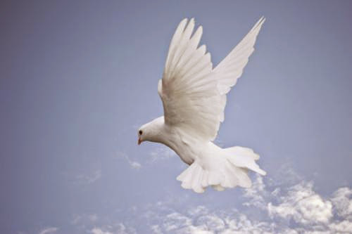 The Healing Wisdom Of Birds The Spirit Of The Dove