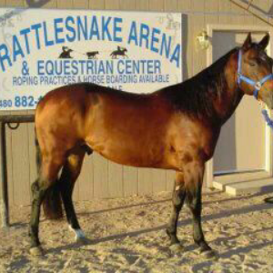 Rattlesnake Arena logo
