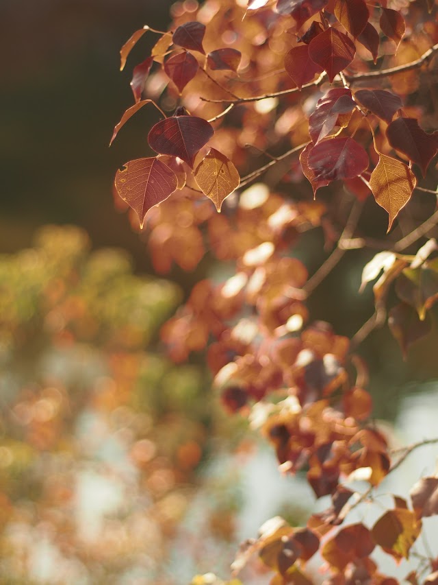OLYMPUS EM-1 OM Zuiko 50mm f1.4