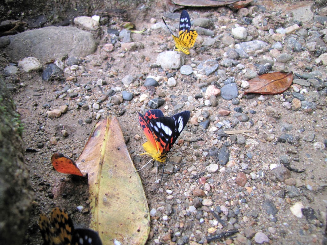 Papillons de l'ile de Sumatra IMG_2816