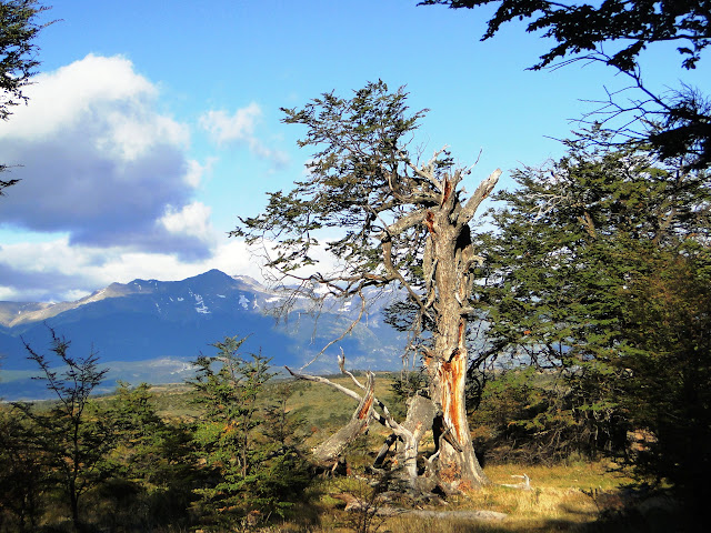 PATAGONIA E IGUAZÚ - Blogs de America Sur - Torres del Paine (4)