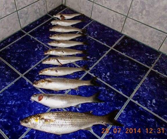 Подводен риболов - сезон 2014  DSCN1282