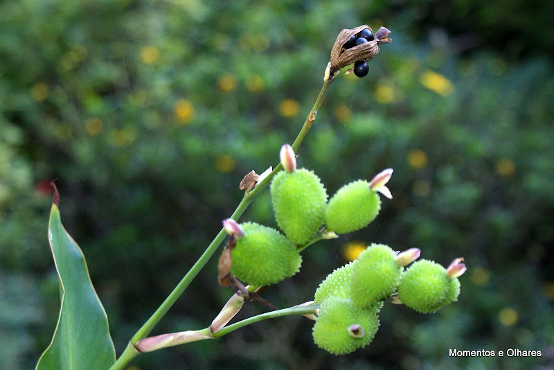 Jardim de Monserrate
