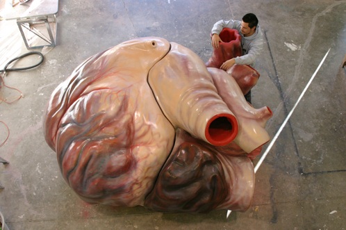Blue Whale Heart Size | Animal Heart Facts Pictures