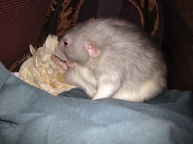 Rats make me crazy porn pictures