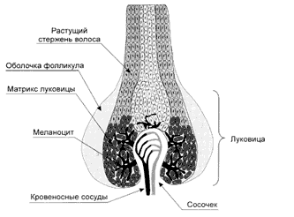 КРАШЕННЫЕ СОБАКИ. В чём трагедия для породы? Ris001.jpg