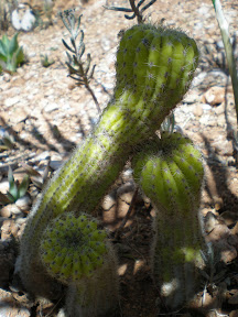 Kaktusi prelijepe Komize P8080169