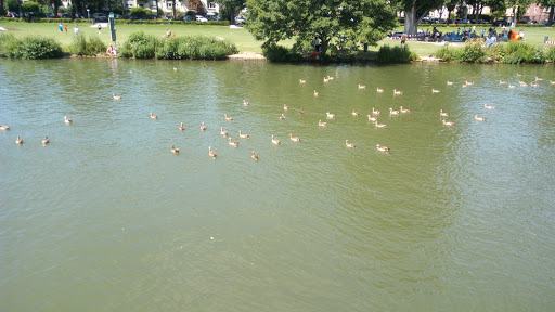 Neckarwiese