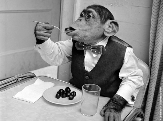 simpanse lebih banyak memakan buah