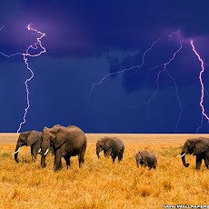 Elephants Seen On www.coolpicturegallery.us