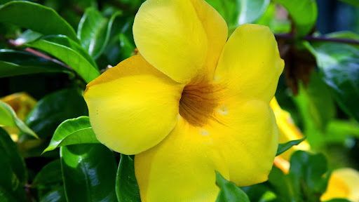 Allamanda Flower, Oahu, Hawaii.jpg