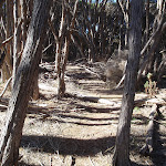 Light to Light track through the forest south of Saltwater Creek (106123)