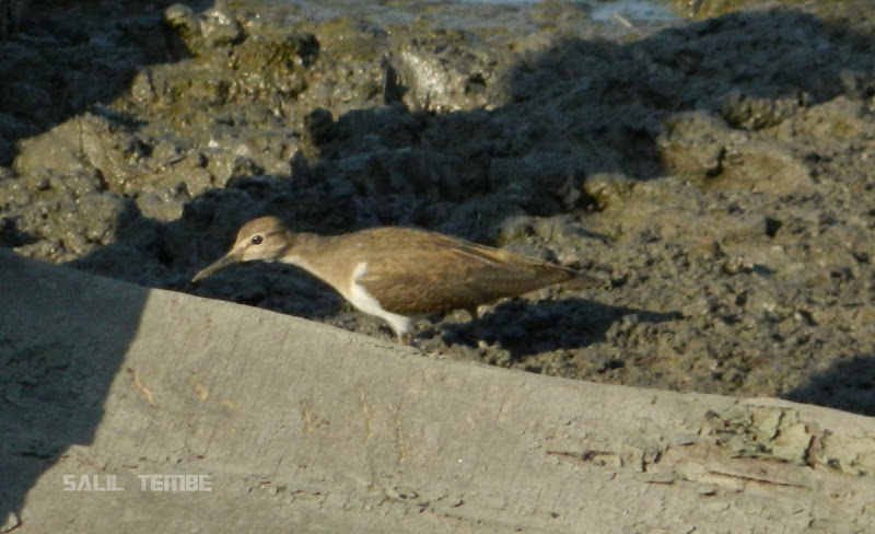 Common Wade at Sewri Mudflats in Mumbai