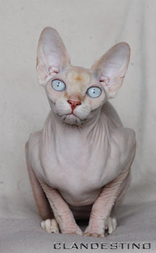 Le Sphynx - Page 2 Enigma%2520%252830%2529%2527