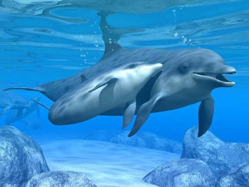 Mother_and_baby-dolphin.jpg