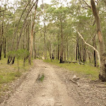 Narrow management trail on the green track near Mt Sugarloaf (324605)