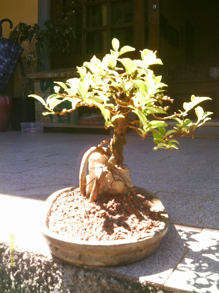 Ficus Microcarpa , Raiz sobre pedra... IMAG0262