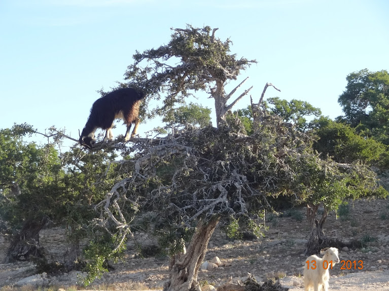 Por Marrocos e Mauritãnia, a queimar Pneu e Gasolina  - Página 2 DSC05598