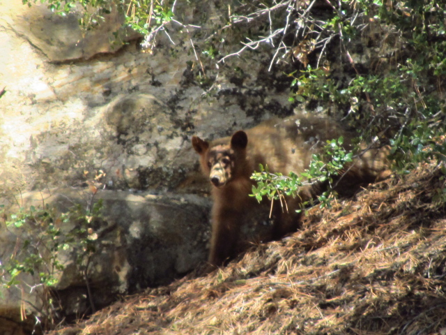 brown bear cub