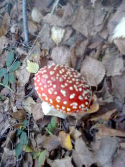 The fairytale Fly Agaric mushroom