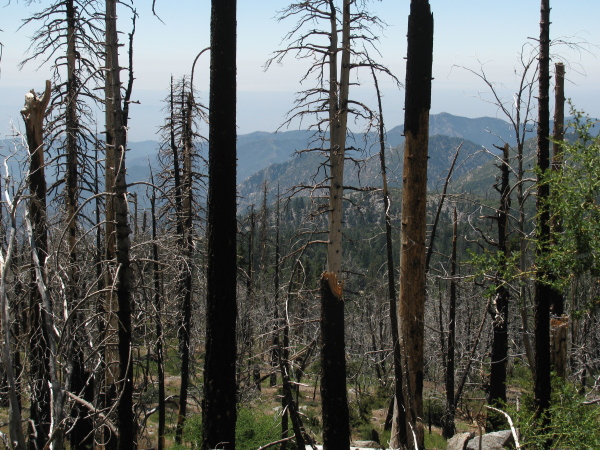 more burned trees and distance