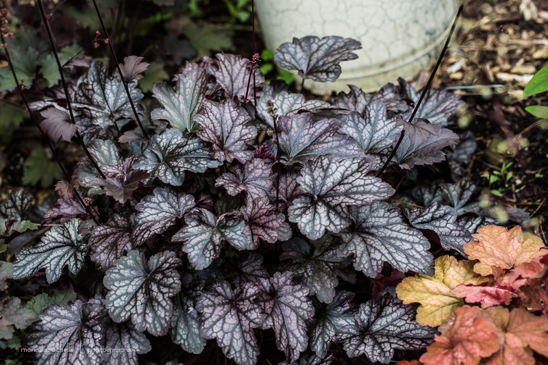 Heuchère  'Dolce Blackcurrant' Heuchera-dolce-blackcurrant-130627-112rm