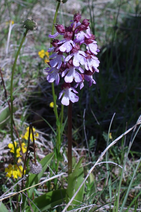 Orchis purpurea IMG_6068