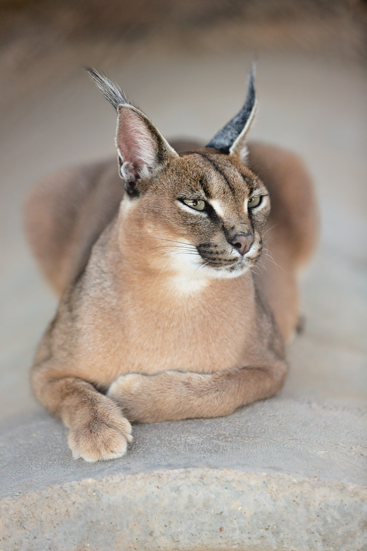 African Caracals at Roos n More Zoo Moapa NV.