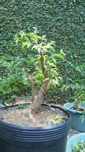 JABUTICABA - Myrciaria cauliflora Moyogi 2012-10-22_18-01-22_690