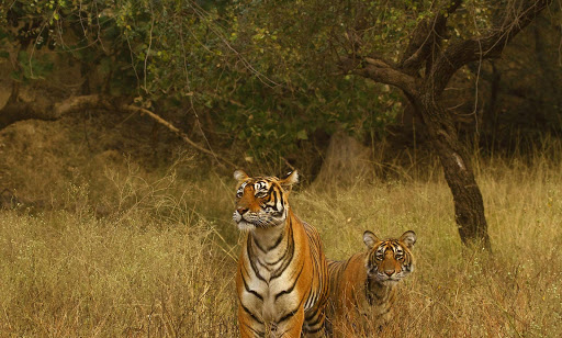 Tiger Footprints Safari & Tours, Near Vanya Mahal, Ranthambhore Road, Sawai Madhopur, Rajasthan 322001, India, Travel_Agents, state RJ