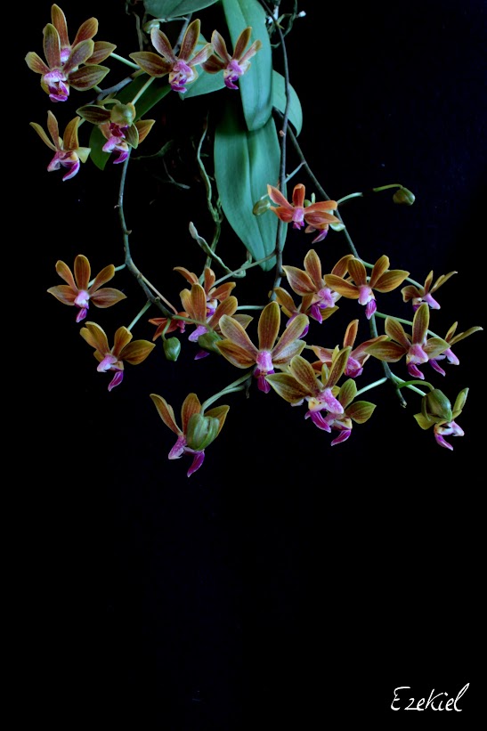 Phalaenopsis Stromini (stobartiana x finleyi) IMG_9075
