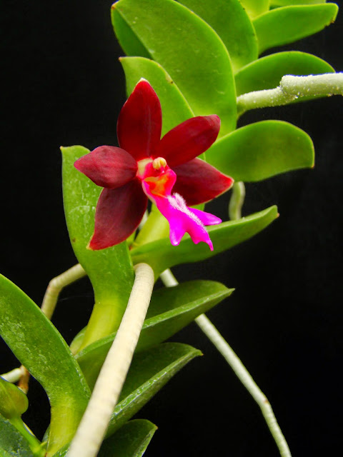 Trichoglottis atropurpurea (brachiata) DSC03140