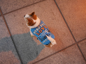 dog wearing clothing with the words "BOBO PET LOVE THE CHIPS OF LOVE IS secret"