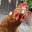 PLASMA chicken's user avatar
