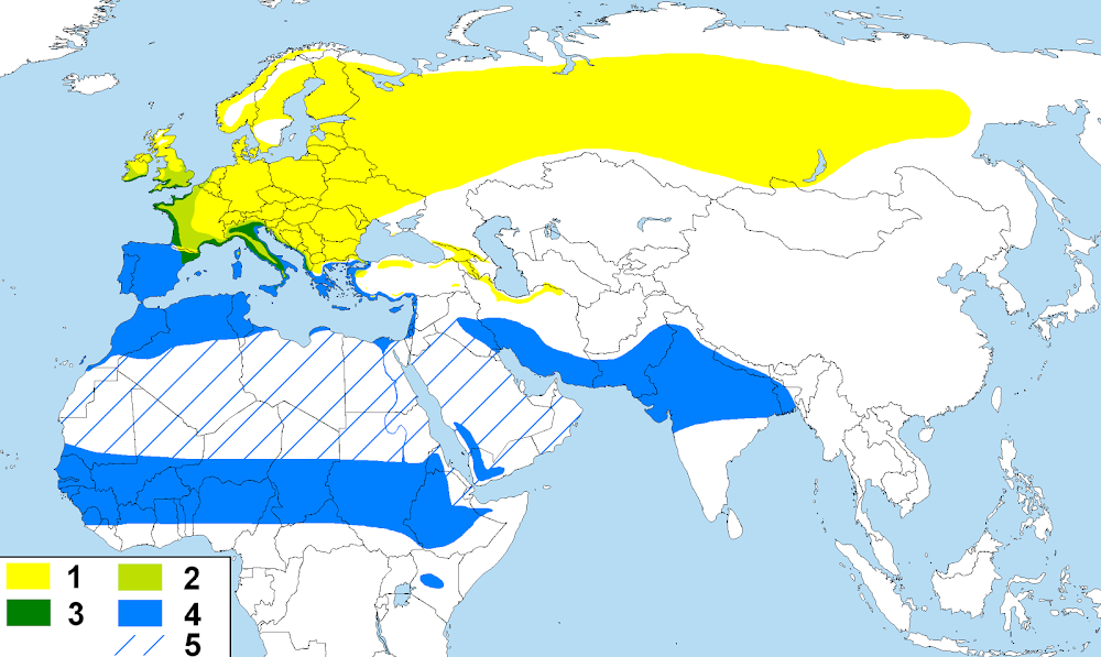 Migración del mosquitero común: amarillo = verano, azul = invierno. / Chiffchaff migration: yellow = summer, blue = winter.