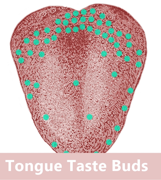 baby tongue taste bud developed in 11th week of pregnancy