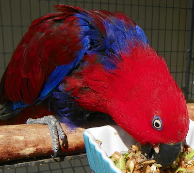 A new Eclectus  - Page 2 Eating+3