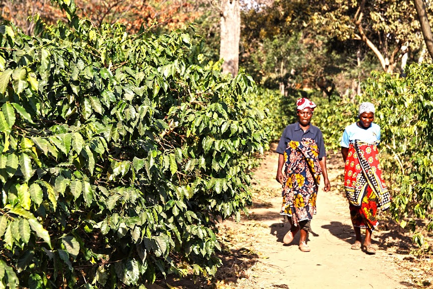 Visitar MBEYA e fazer uma viagem ao mundo do café da África Oriental | Tanzânia