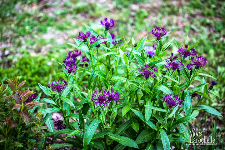 Centaurea :  Amethyst Dream - Black Sprite - Parham - Purple Heart  Centaurea-amethyst-dream-140605-109rm