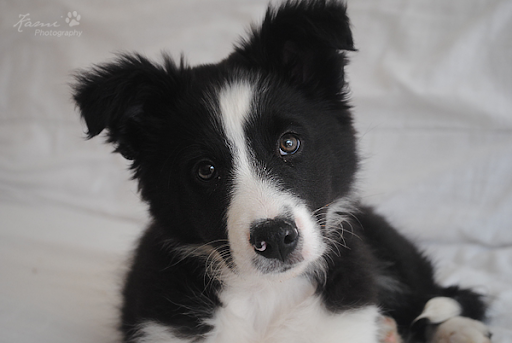 Kinsue la border collie.  Kinsue